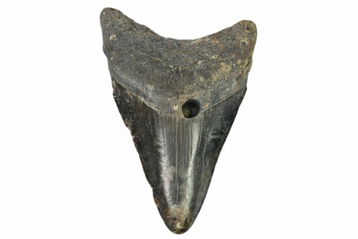 Juvenile Megalodon Tooth - Georgia #115717
